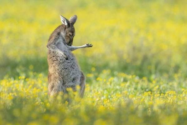 Funny Animals (50 pics)