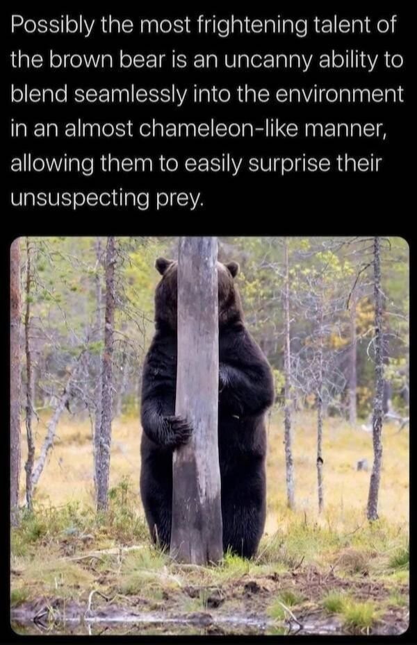 Funny Animals (50 pics)