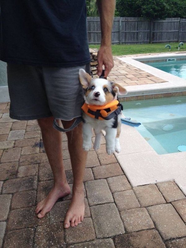 Funny Animals (50 pics)