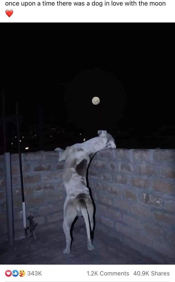 Funny Animals (50 pics)