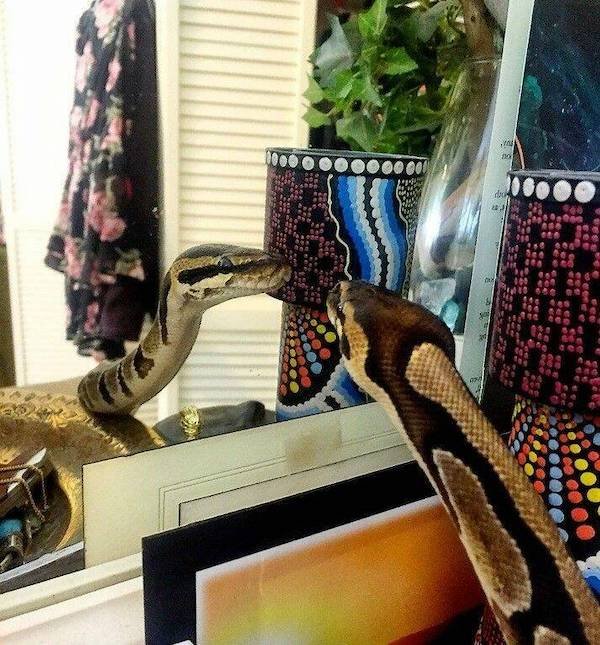 Funny Animals (50 pics)