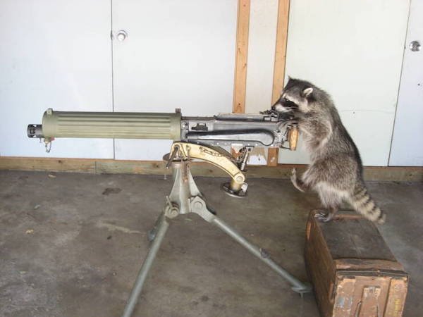Funny Animals (50 pics)