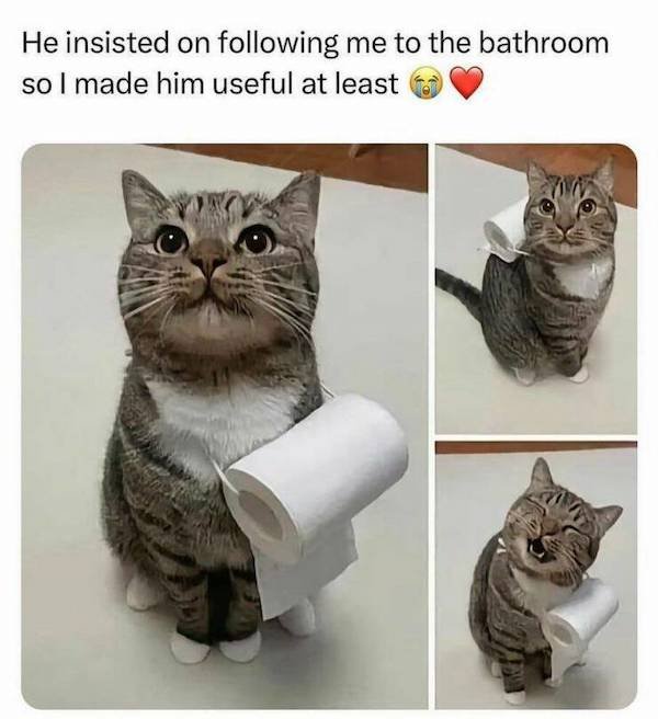 Funny Animals (50 pics)