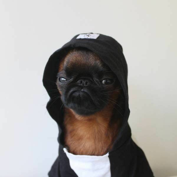 Funny Animals (50 pics)