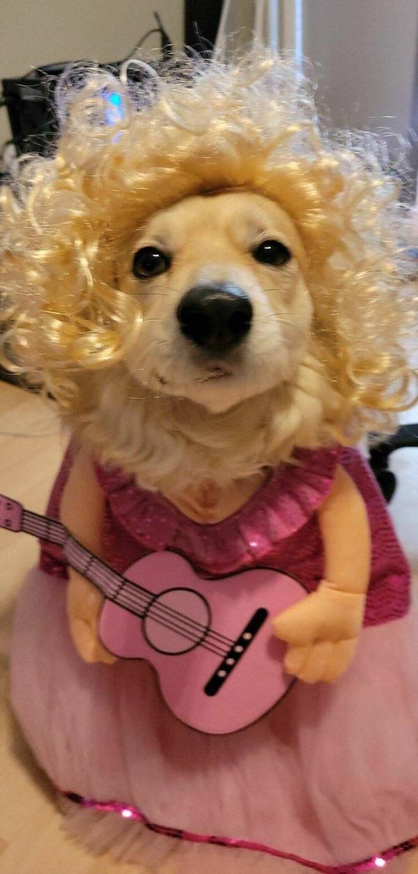 Funny Animals (50 pics)