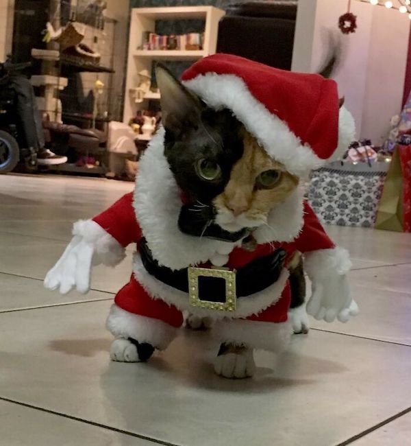 Funny Animals (50 pics)