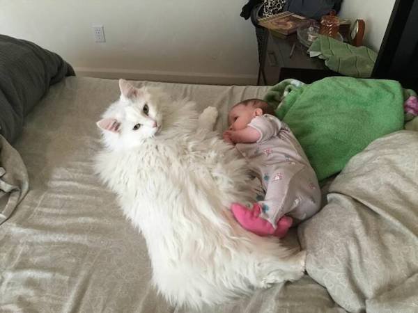 Funny Animals (50 pics)