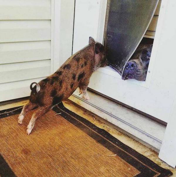 Funny Animals (50 pics)