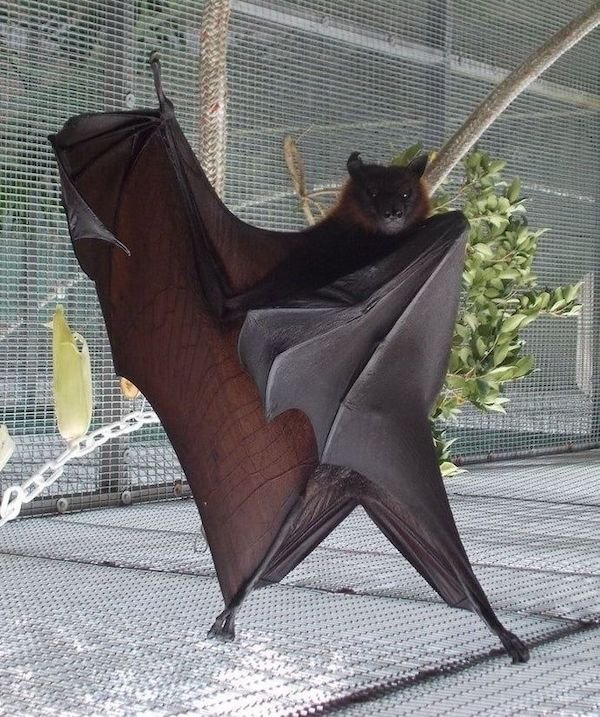 Funny Animals (50 pics)