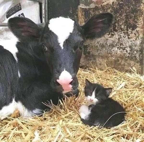 Funny Animals (50 pics)