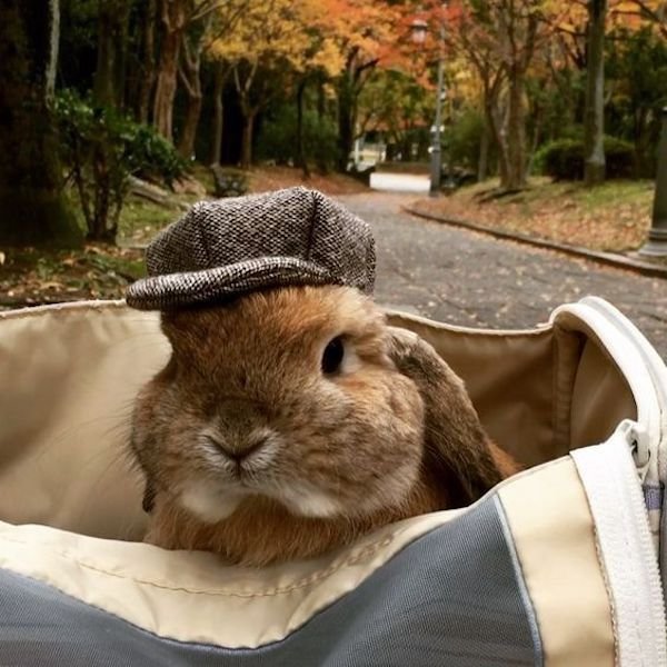 Funny Animals (50 pics)