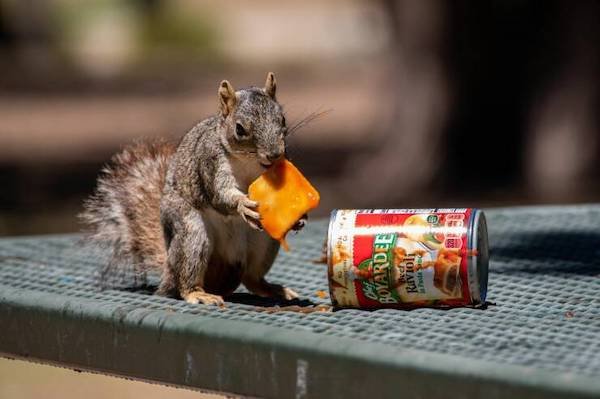 Funny Animals (50 pics)