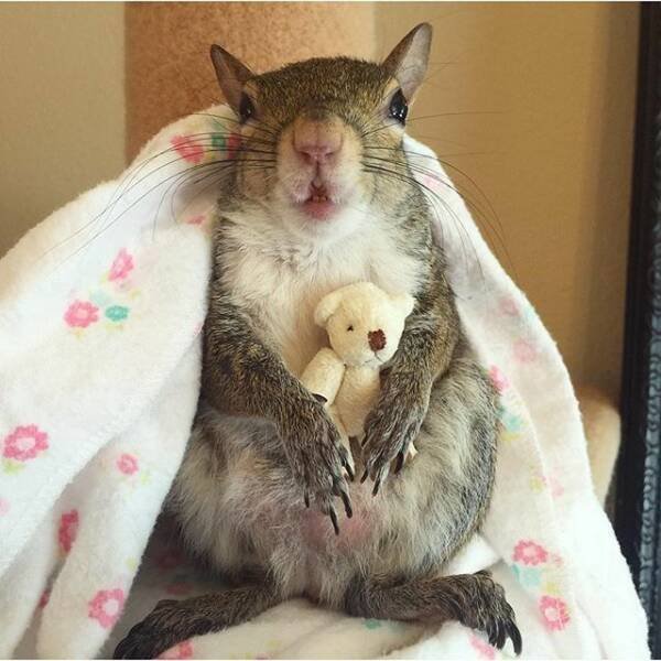 Funny Animals (50 pics)