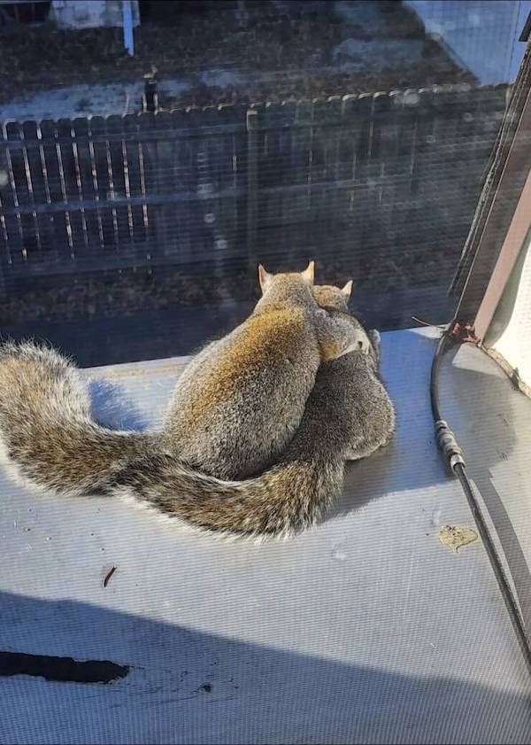 Funny Animals (50 pics)
