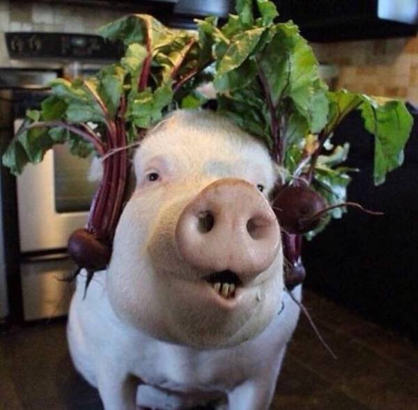Funny Animals (50 pics)