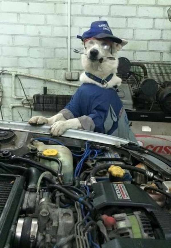 Funny Animals (50 pics)