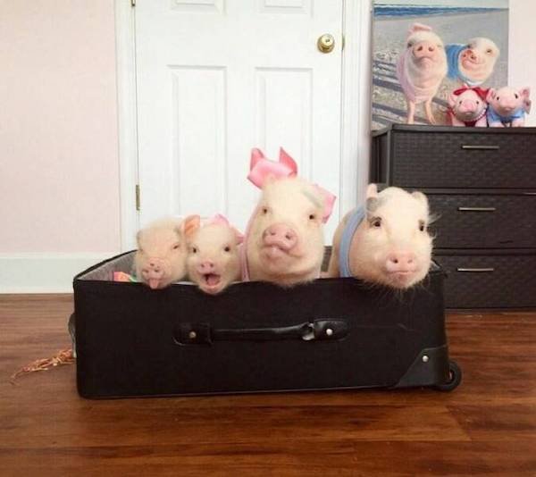 Funny Animals (50 pics)