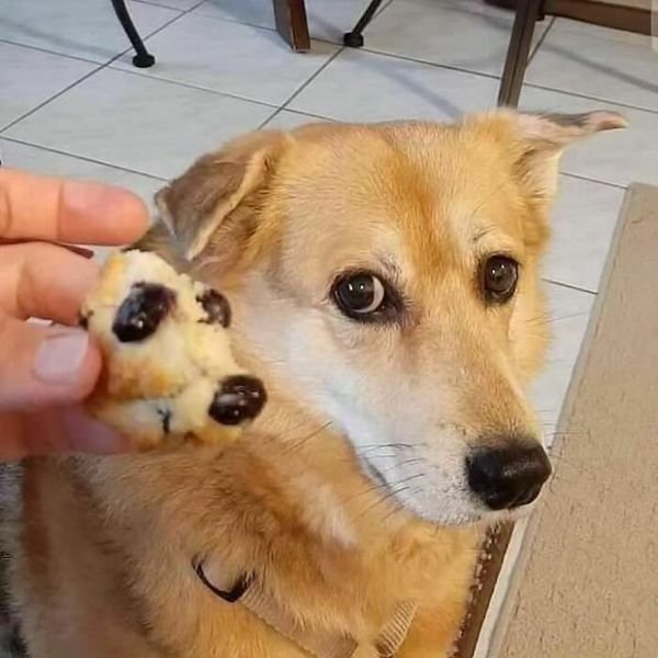 Funny Animals (50 pics)