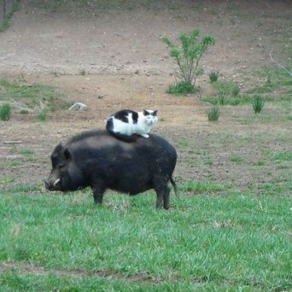 Funny Animals (50 pics)
