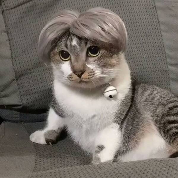 Funny Animals (50 pics)