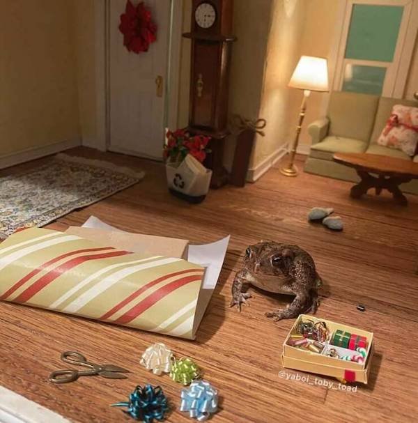 Funny Animals (50 pics)