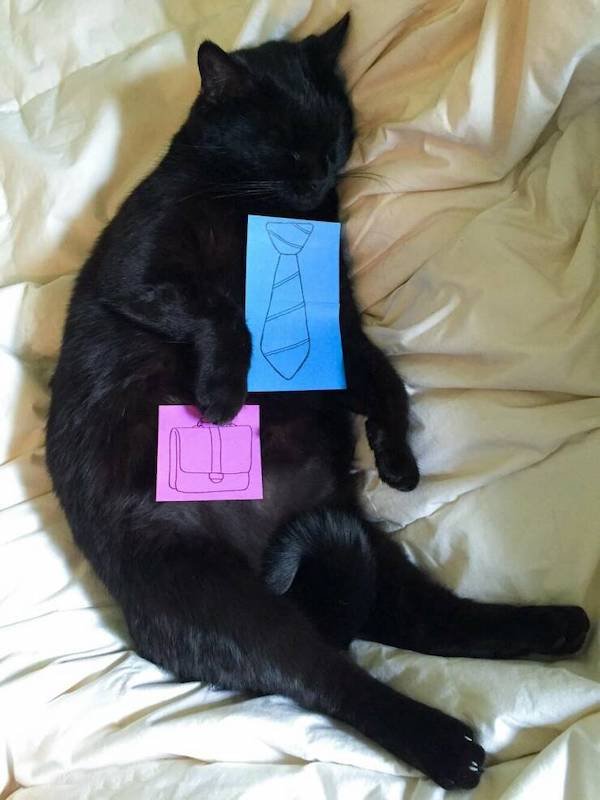 Funny Animals (50 pics)