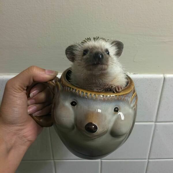 Funny Animals (50 pics)