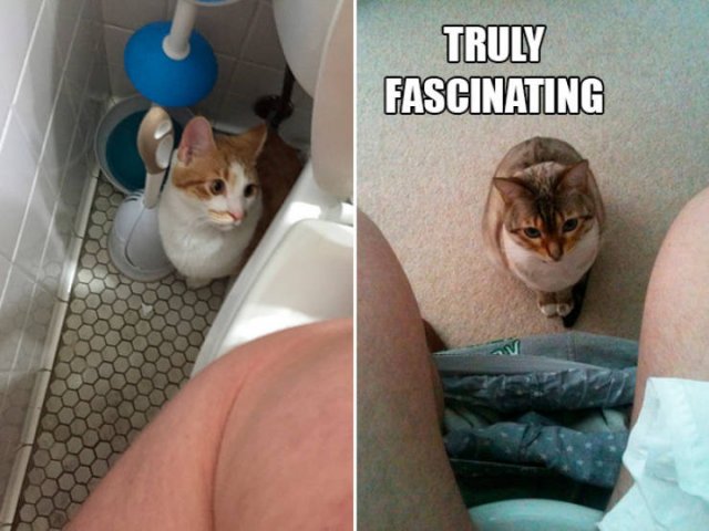 They Broke (20 pics)