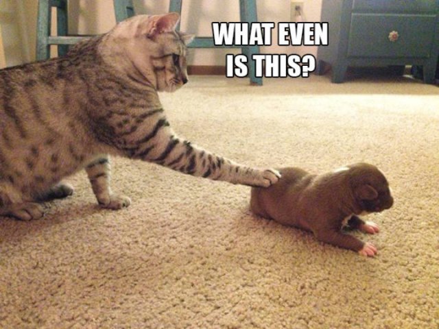 They Broke (20 pics)