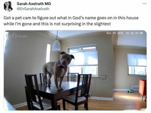 Funny Tweets (16 pics)