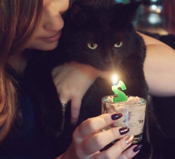 Cute And Funny Cats (32 pics)
