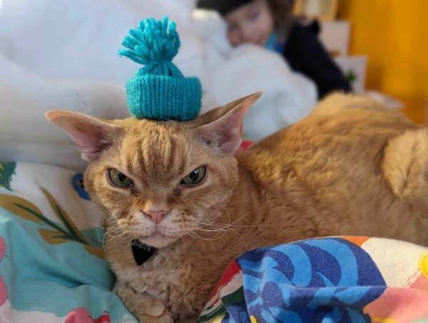 Cute And Funny Cats (32 pics)