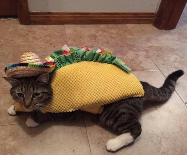 Cute And Funny Cats (32 pics)