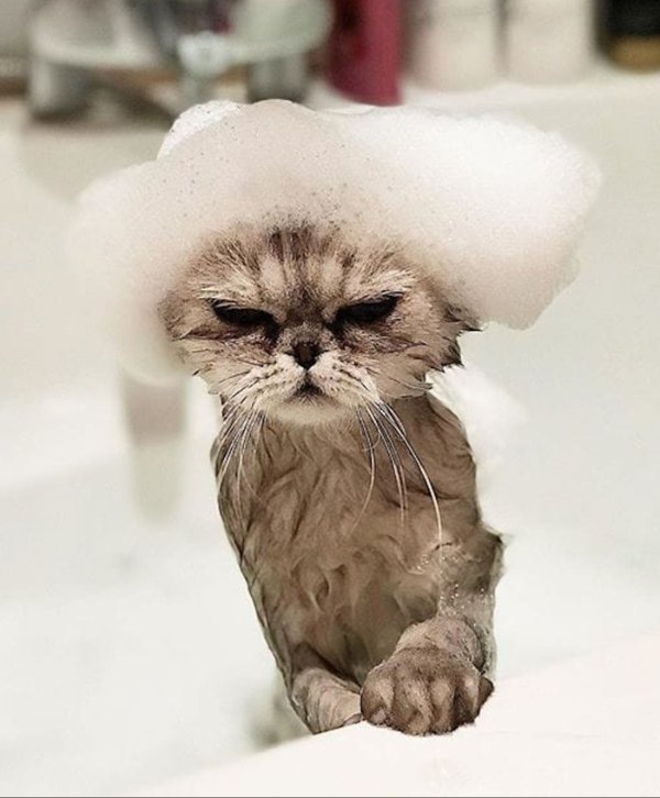 Cute And Funny Cats (32 pics)