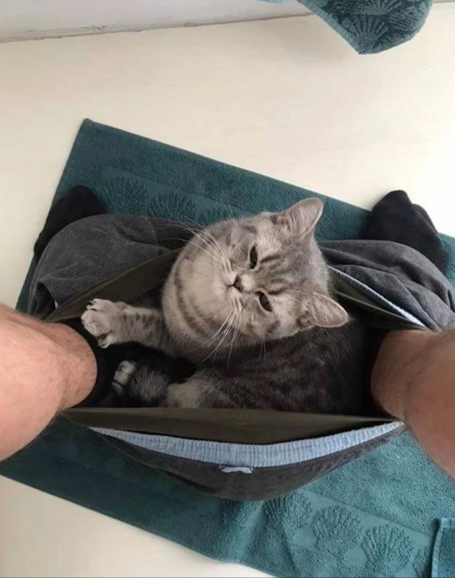 Cute And Funny Cats (32 pics)