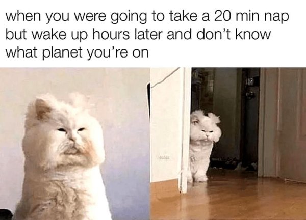 Cute And Funny Cats (32 pics)