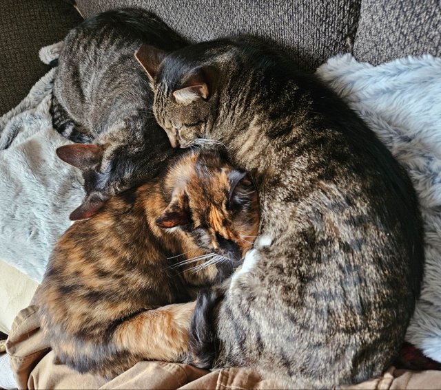 Cute And Funny Cats (32 pics)