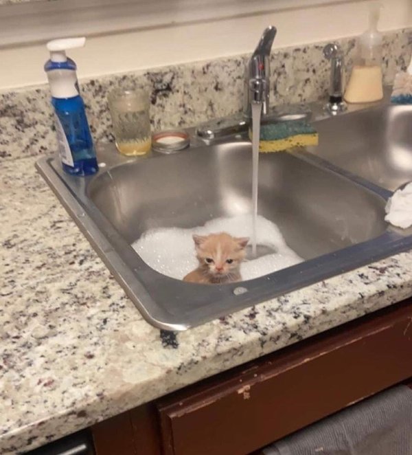 Cute And Funny Cats (32 pics)