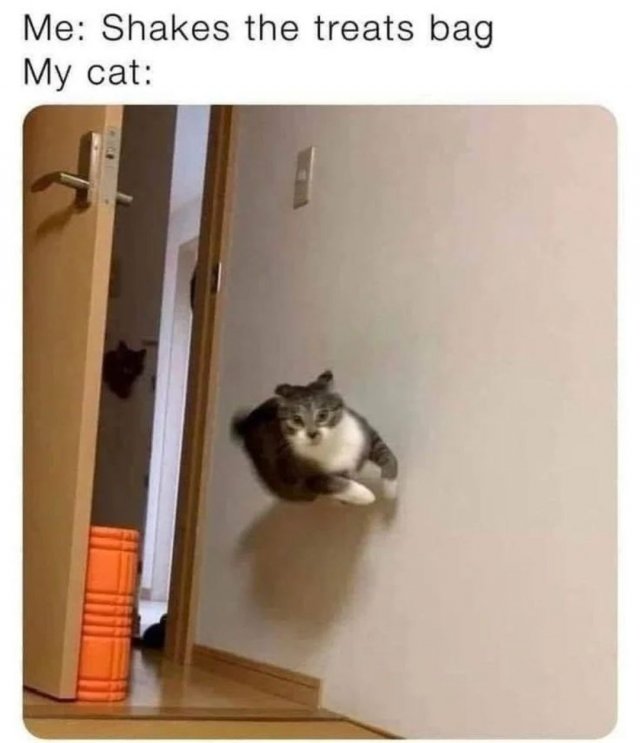 Cute And Funny Cats (32 pics)