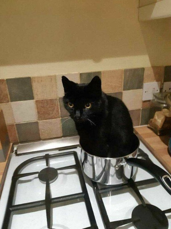 Cute And Funny Cats (32 pics)
