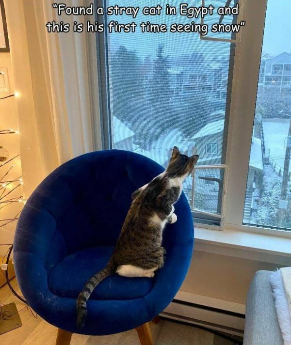 Cute And Funny Cats (32 pics)