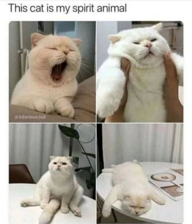 Cute And Funny Cats (32 pics)