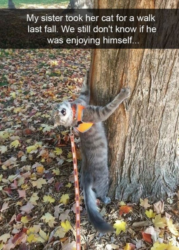 Cute And Funny Cats (32 pics)