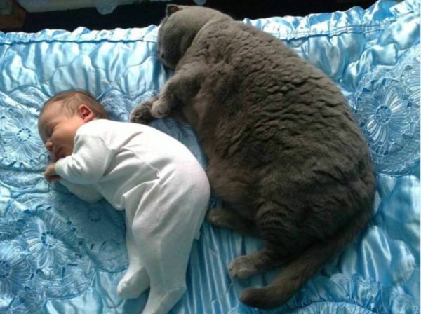 Cute And Funny Cats (32 pics)