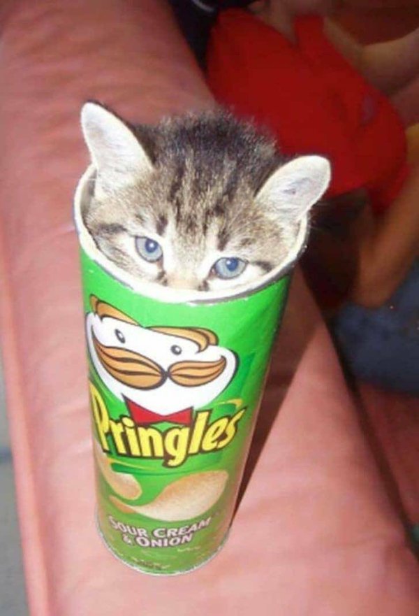 Cute And Funny Cats (32 pics)
