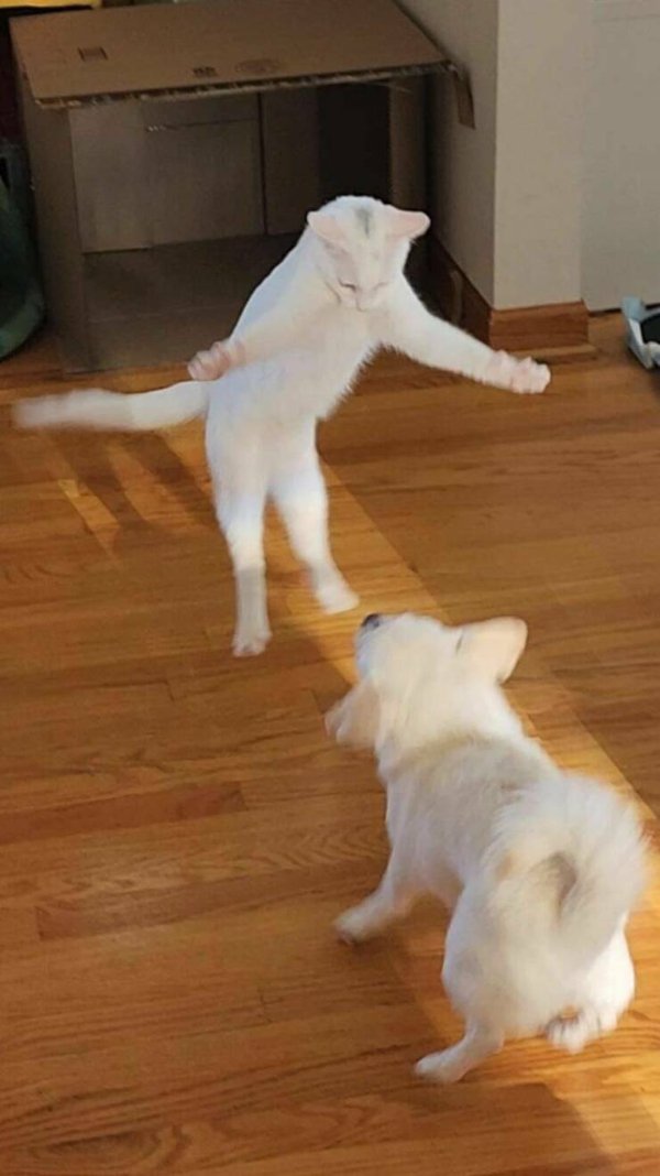 Cute And Funny Cats (32 pics)