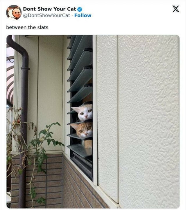 Memes With Animals (20 pics)