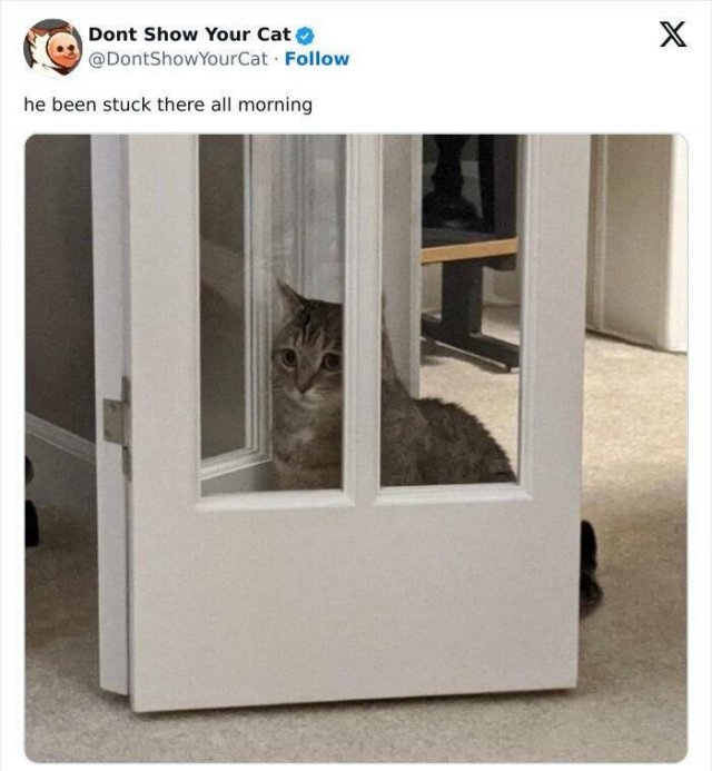 Memes With Animals (20 pics)