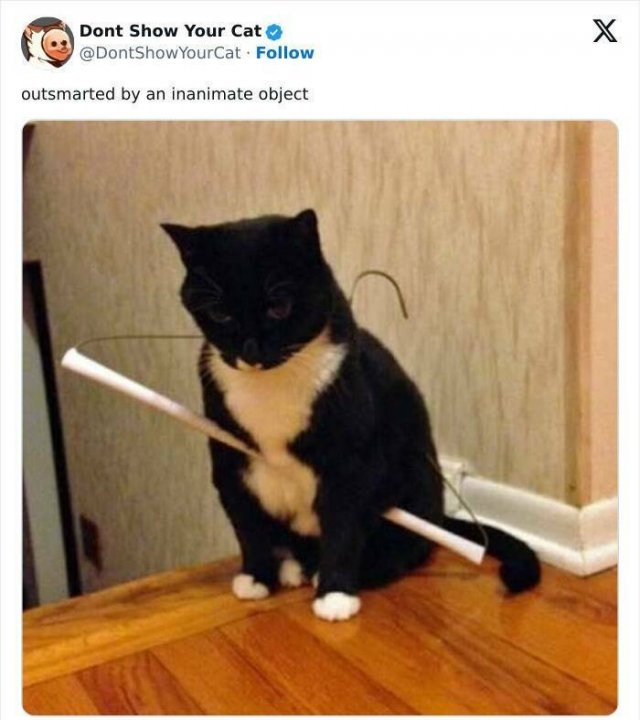 Memes With Animals (20 pics)