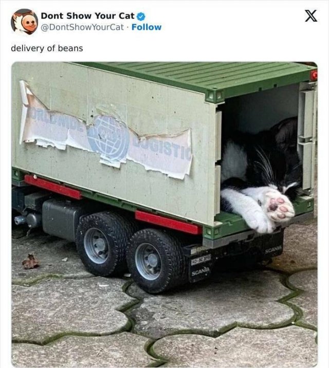 Memes With Animals (20 pics)